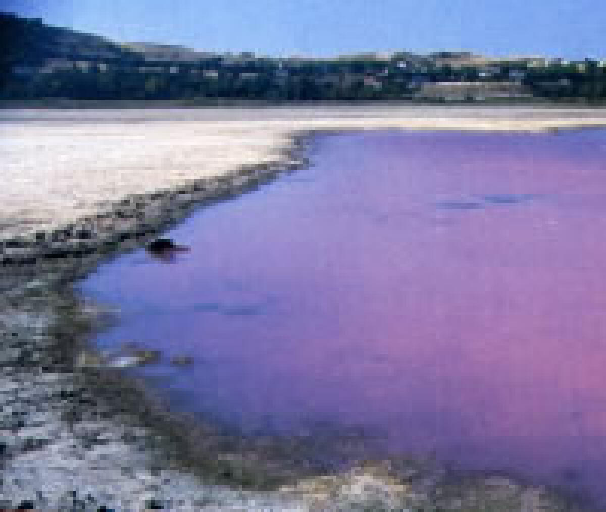 √i√i - Enna. Scoperta la causa moria pesci a Pergusa - 