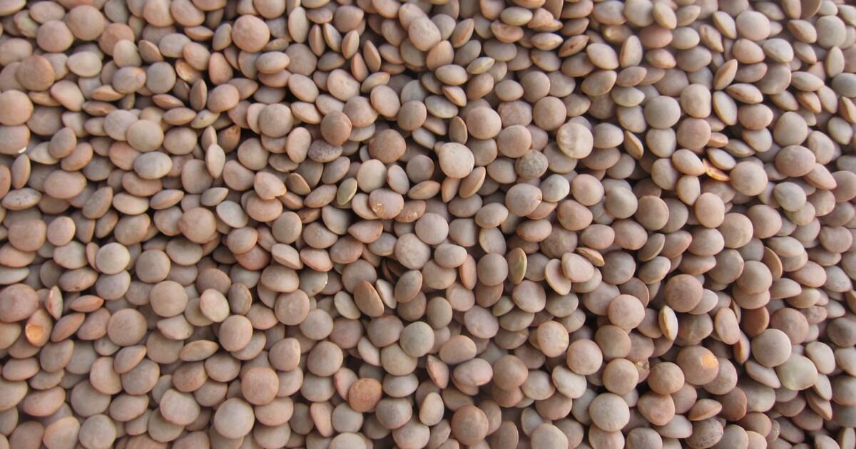 Lenticchie la “carne dei poveri” - 