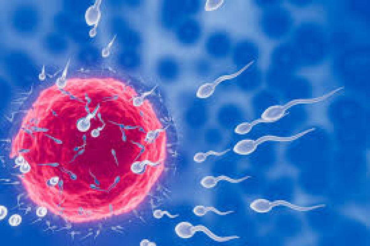Quanto vivono gli spermatozoi dopo un’eiaculazione? - 