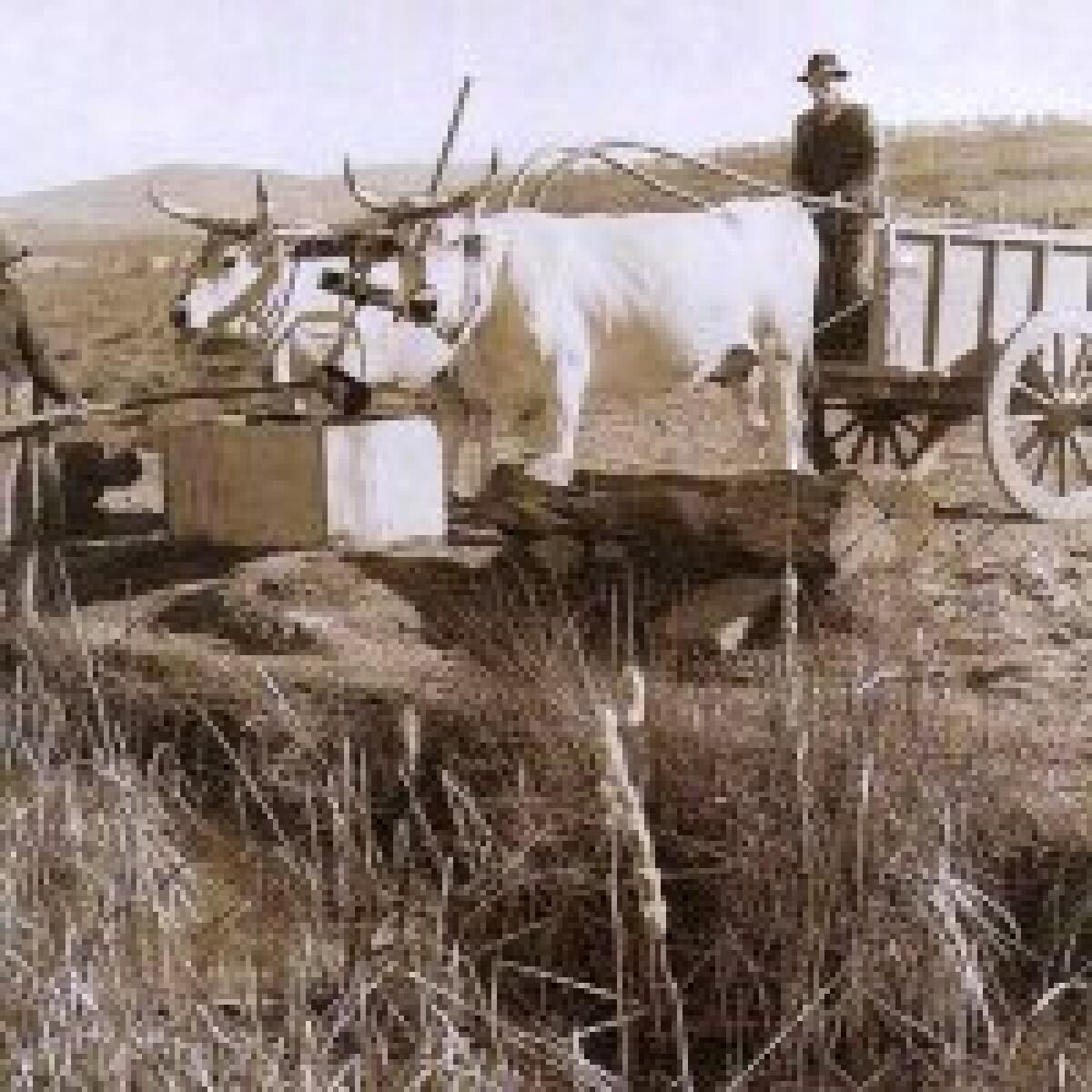 I bevai in provincia di Enna - 