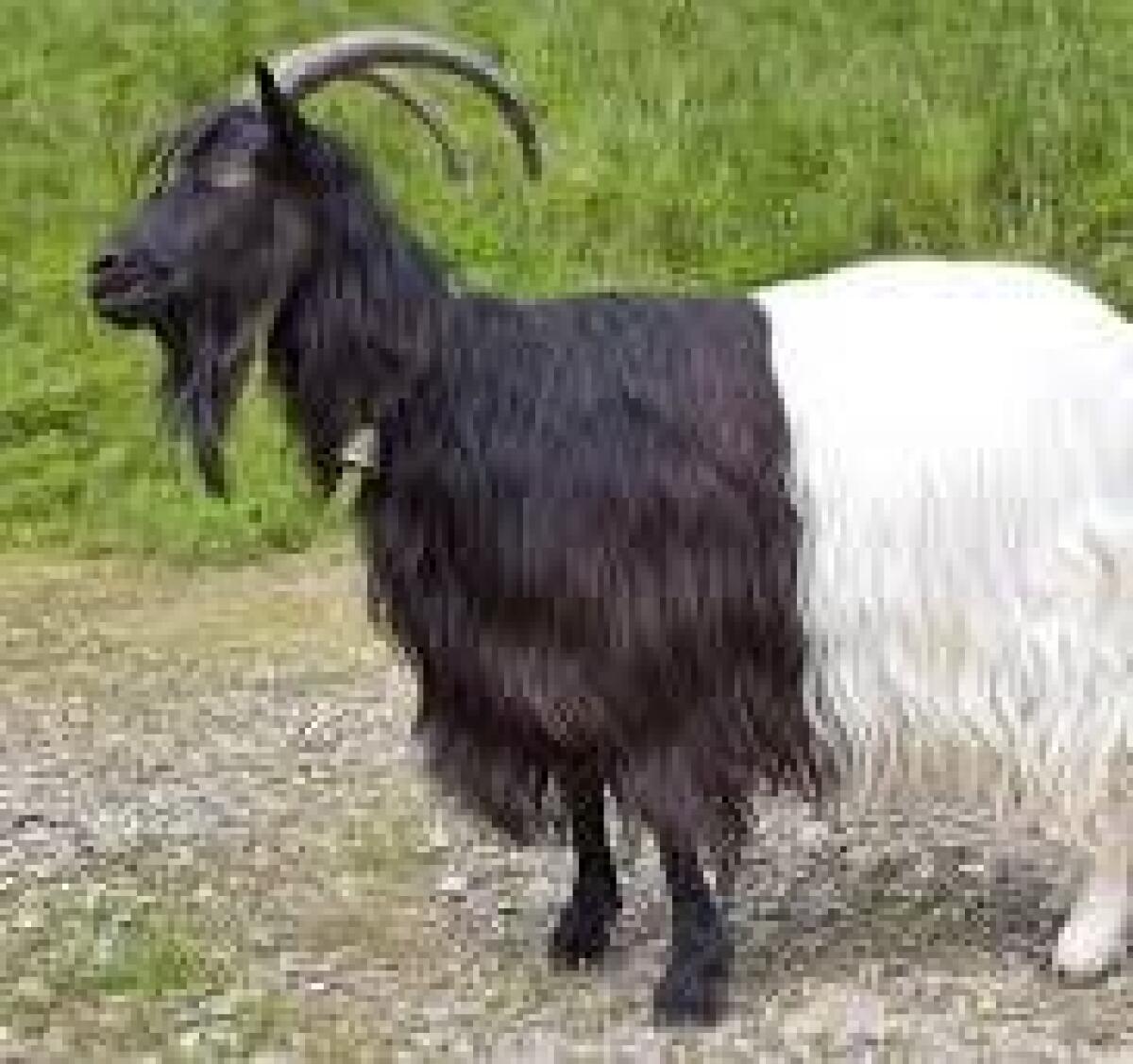 Neri, brutti e capre - 