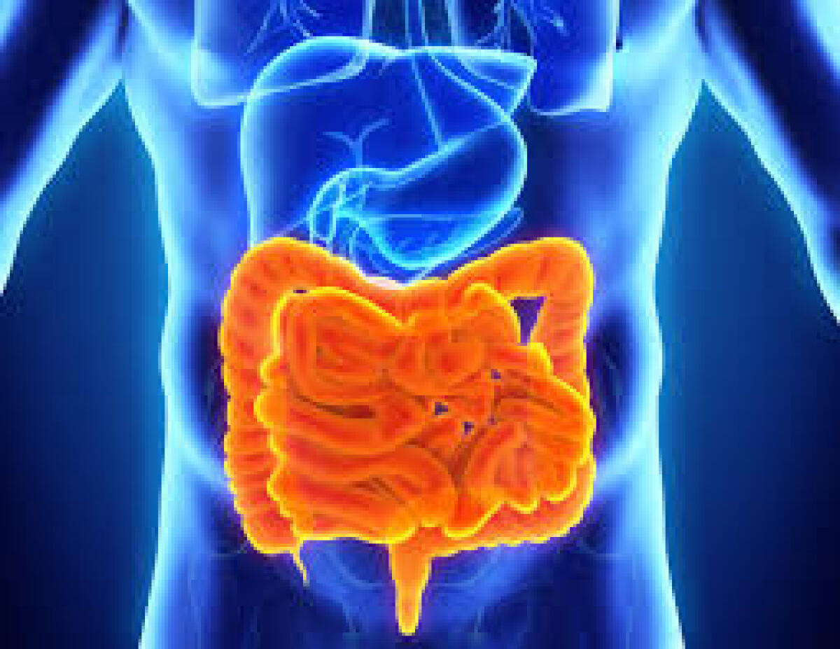 L’intestino umano? Si è adattato a inquinanti e antibiotici - 