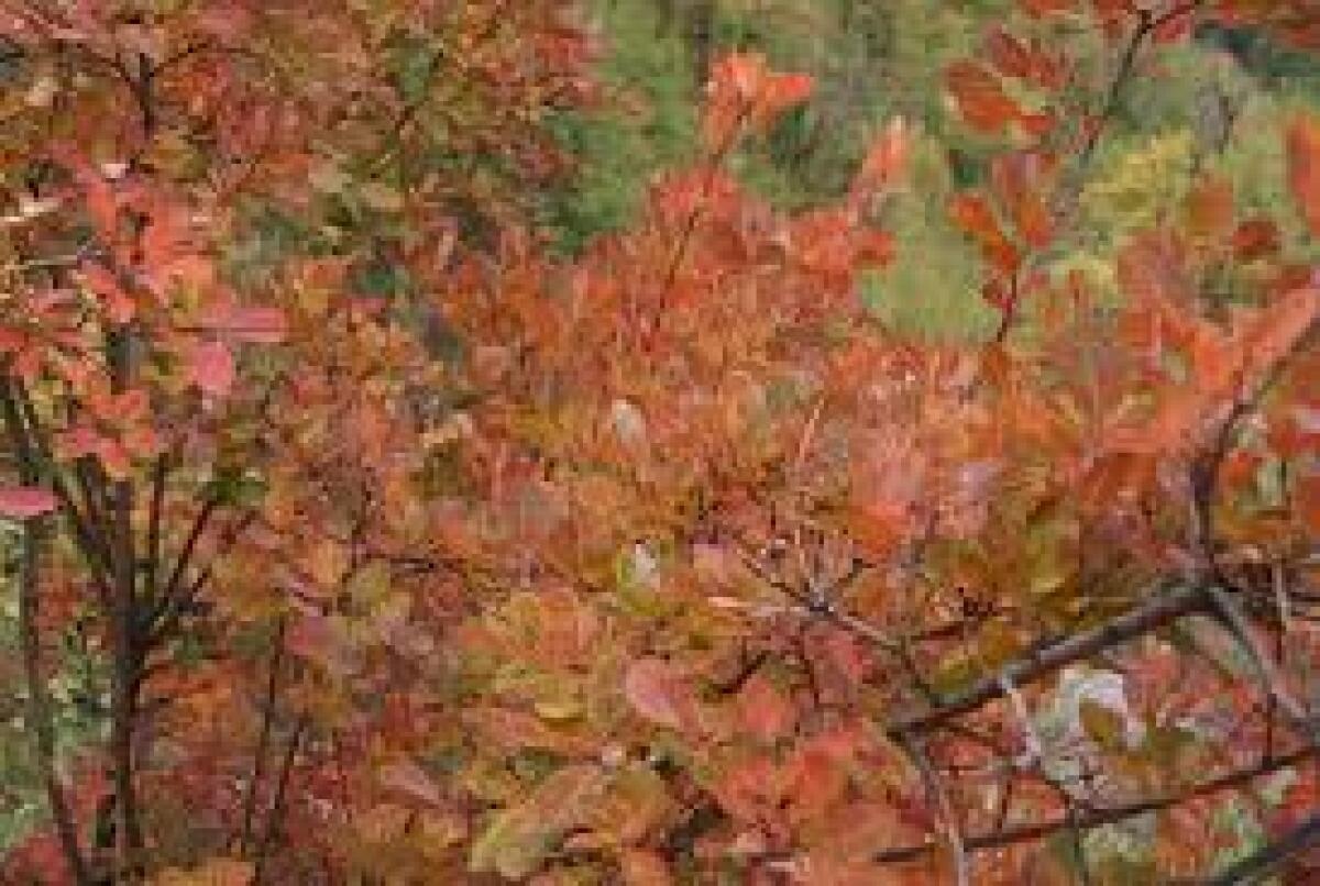 Autunno!...Ma come mi vesto? - 