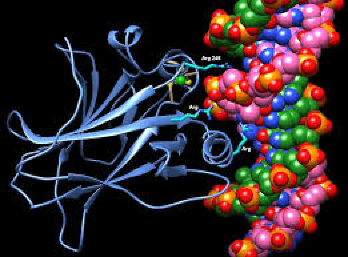 Trovato nuovo ruolo per la proteina p53 nel metabolismo dei tumori - 
