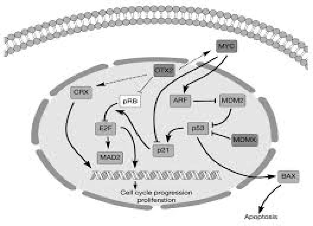 Scoperta nuova funzione del gene Otx2 nelle cellule staminali embrionali - 