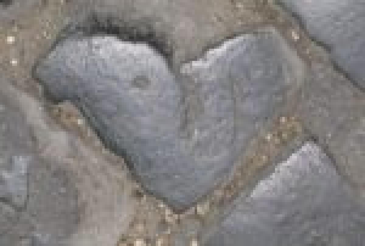 Shakespeare, dai sonetti. Competenze - 