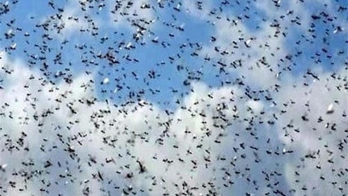 Zanzare: alcuni piccoli rimedi naturali per allontanarle - 