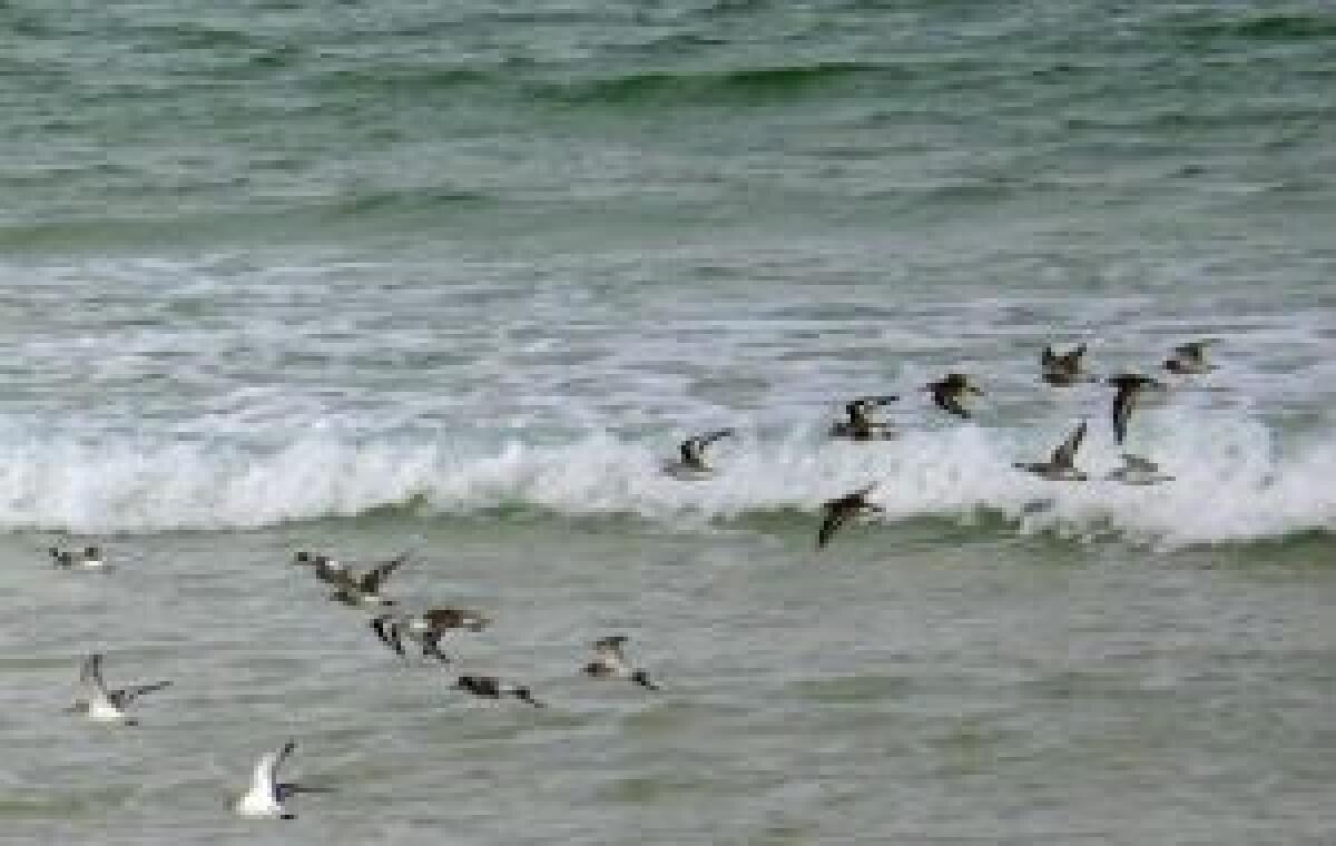 NON DOVRESTI CONOSCERE LA DISPERAZIONE - 