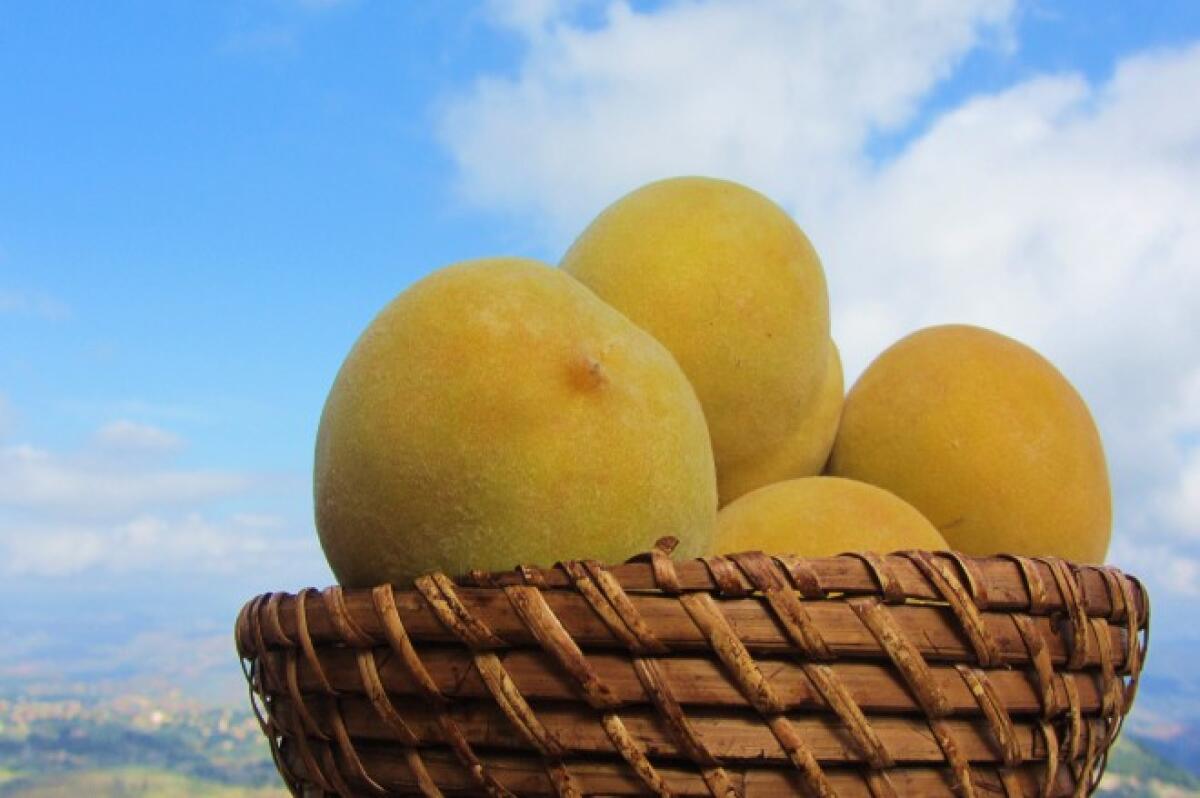 Leonforte. E’ passata la trentacinquesima edizione della  sagra delle pesche - 