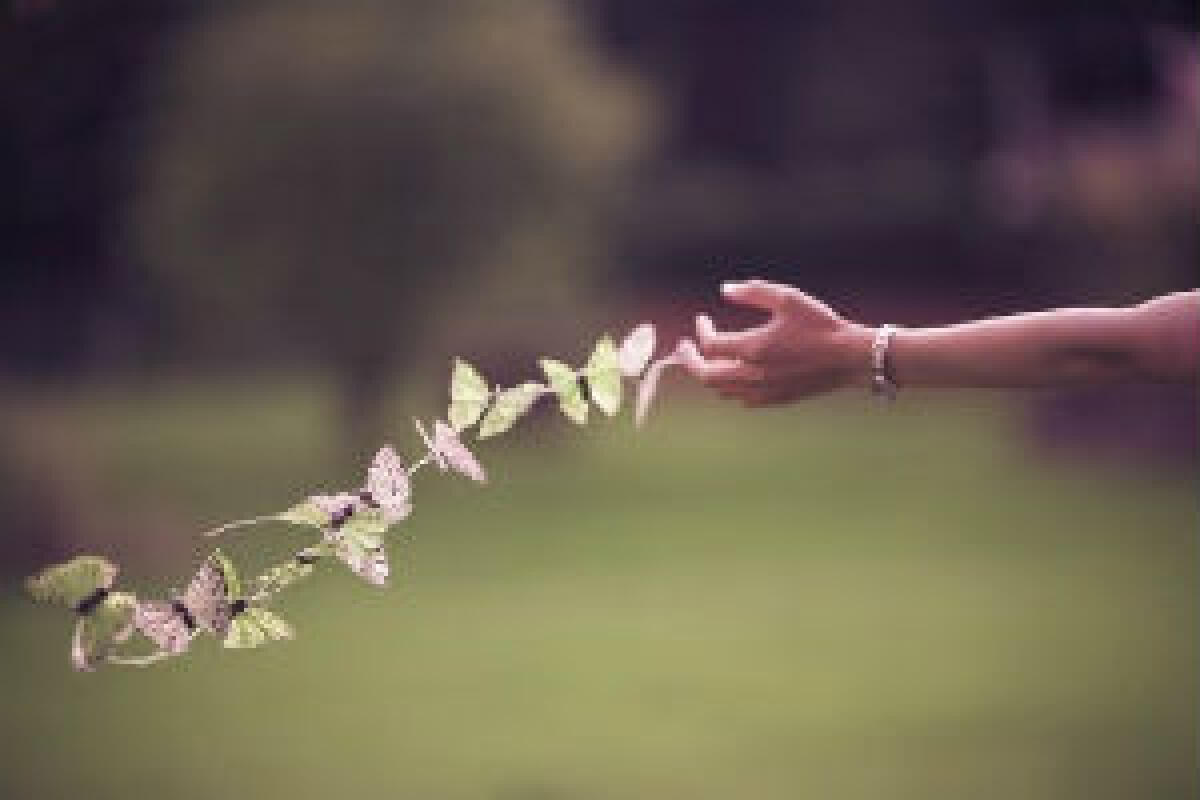 Hanno tocchi di liuto - 