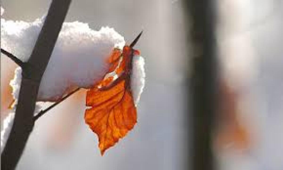 LA FOGLIA DEL BOSCO E' UNA FOGLIA  MUTA - 