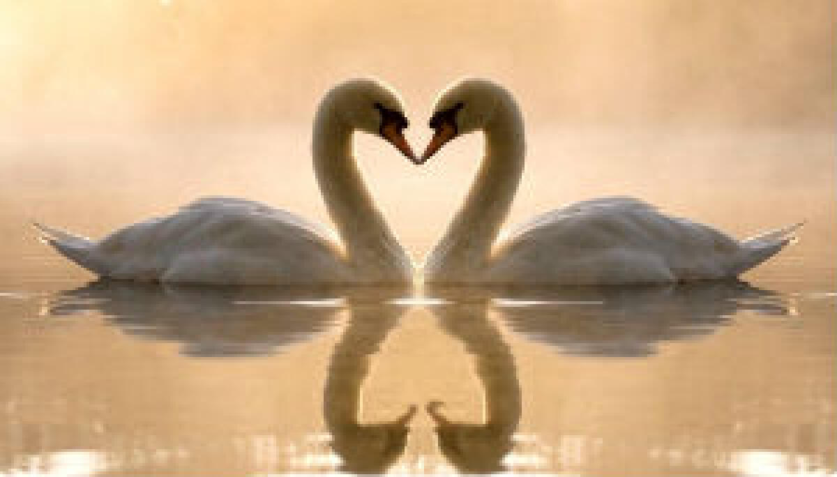 L'amore è per i coraggiosi... - 