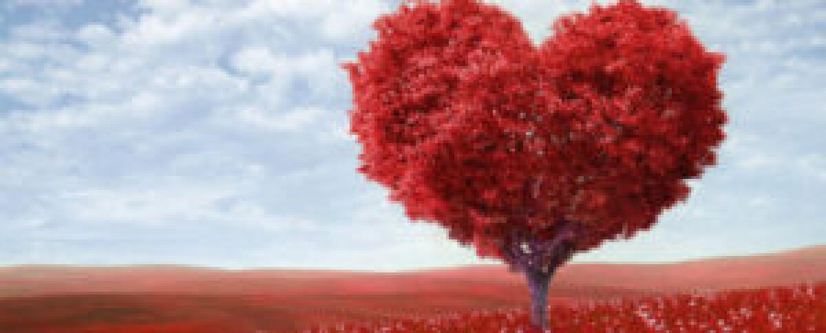 “Cazz. e cazzotti” - 