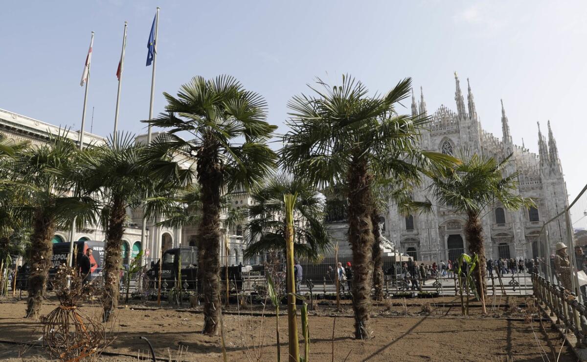 √i√i - Leonforte come Milano, tornano le palme nelle Piazze - 