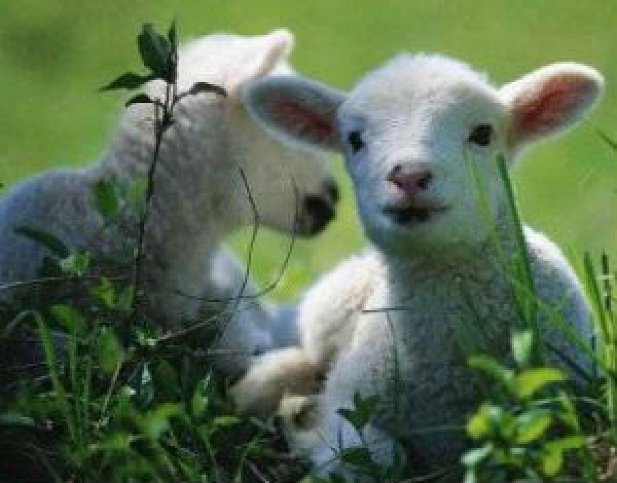 Il silenzio degli innocenti - 