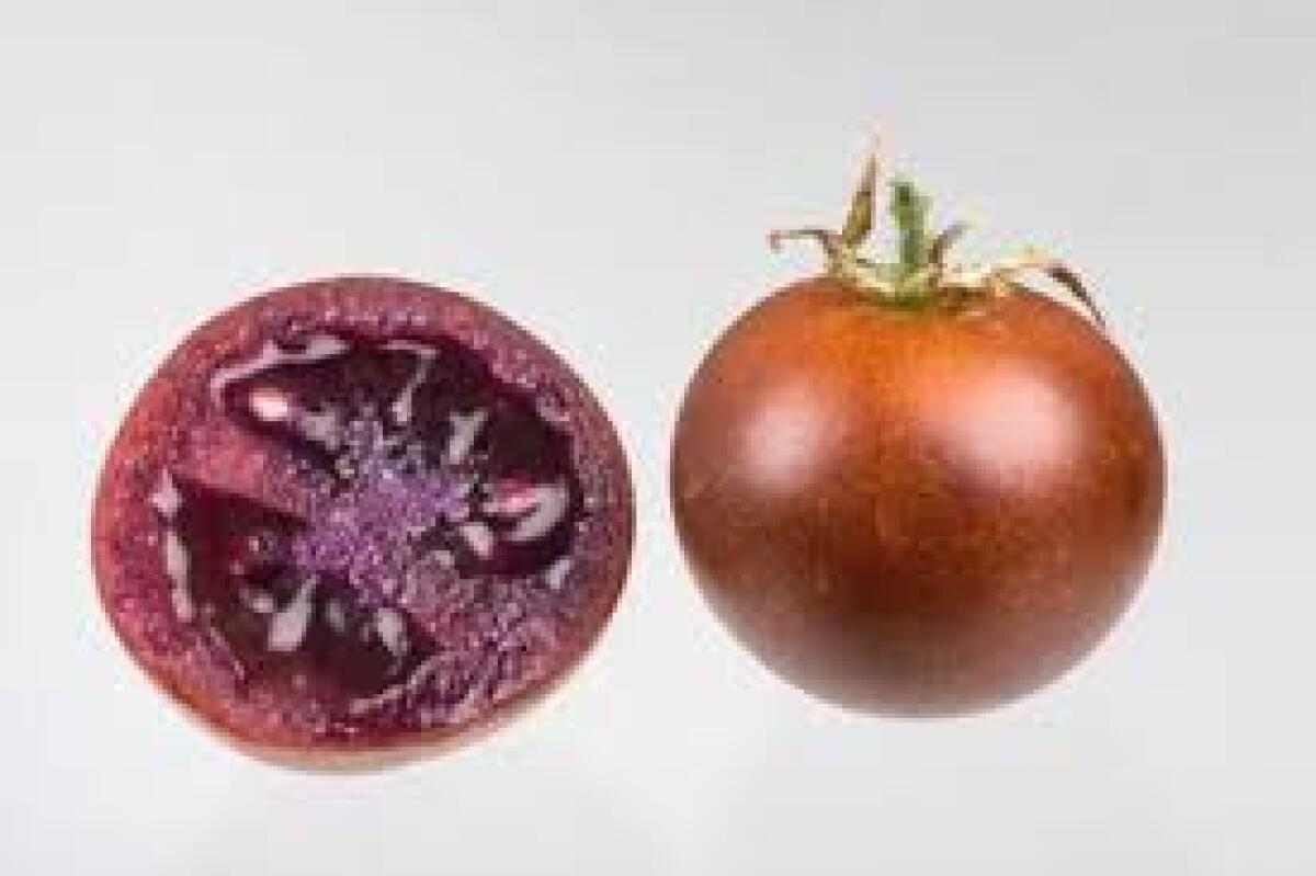 Il pomodoro 'bronzeo' per alleviare i sintomi delle infiammazioni croniche intestinali - 