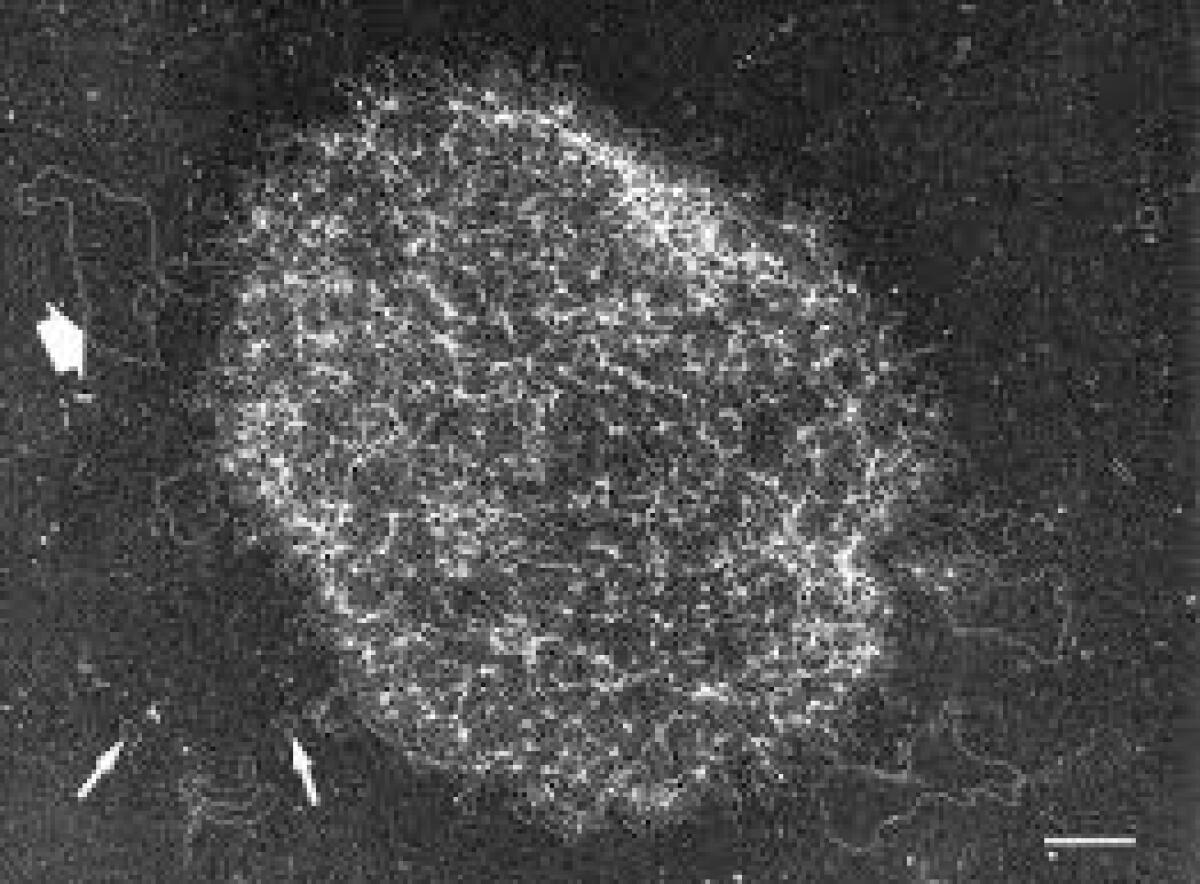 Minicircles: osservata per la prima volta la formazione di DNA ibridi - 