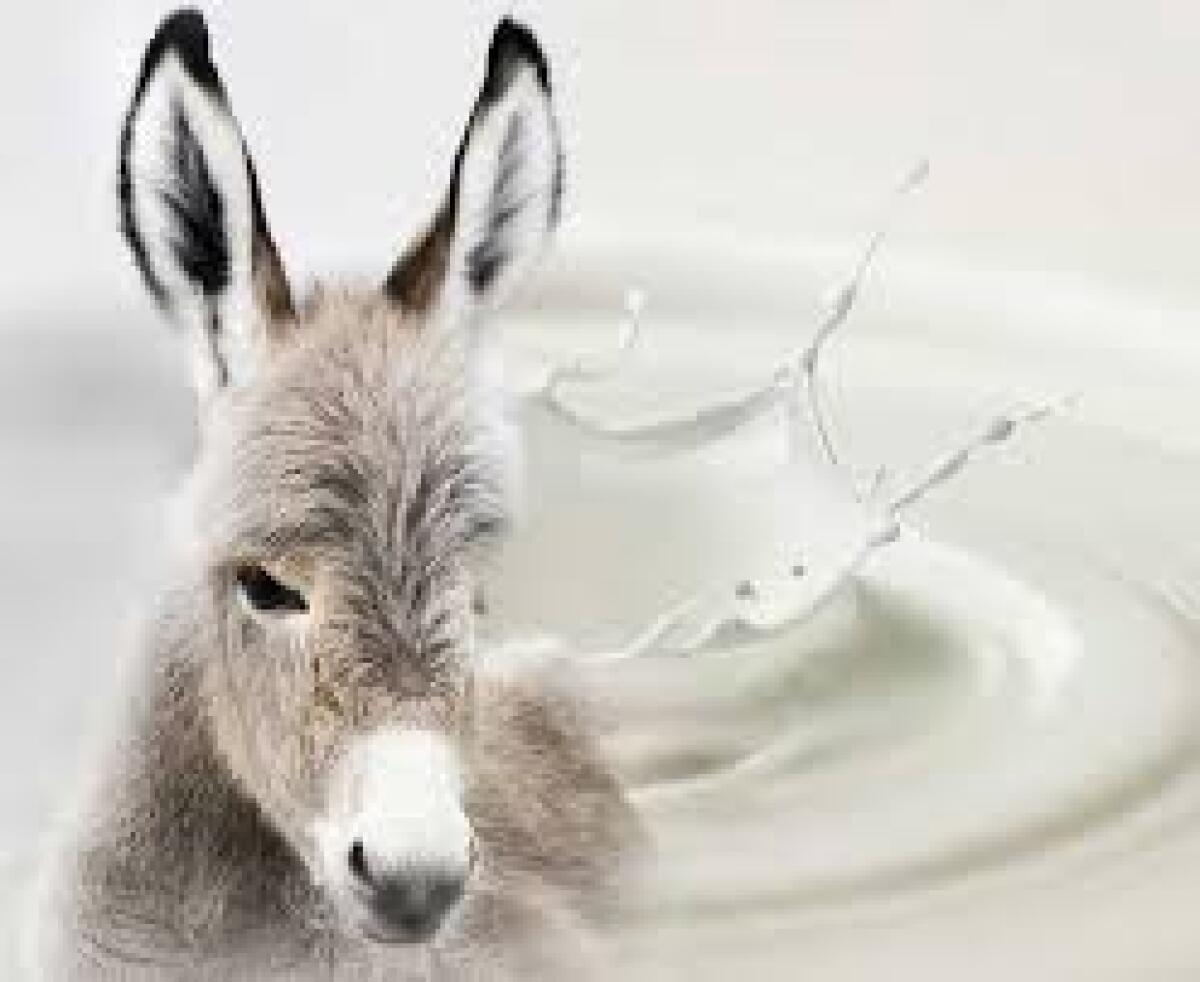 Latte d’asina per i neonati prematuri - 