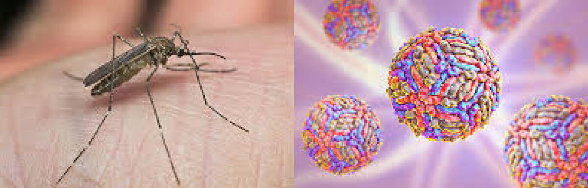 Una nuova strategia contro il West Nile e altri virus emergenti - 