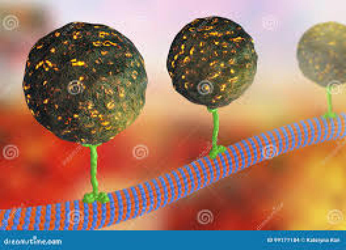 Arex: scoperto sistema di controllo del trasporto intracellulare di proteine e lipidi - 