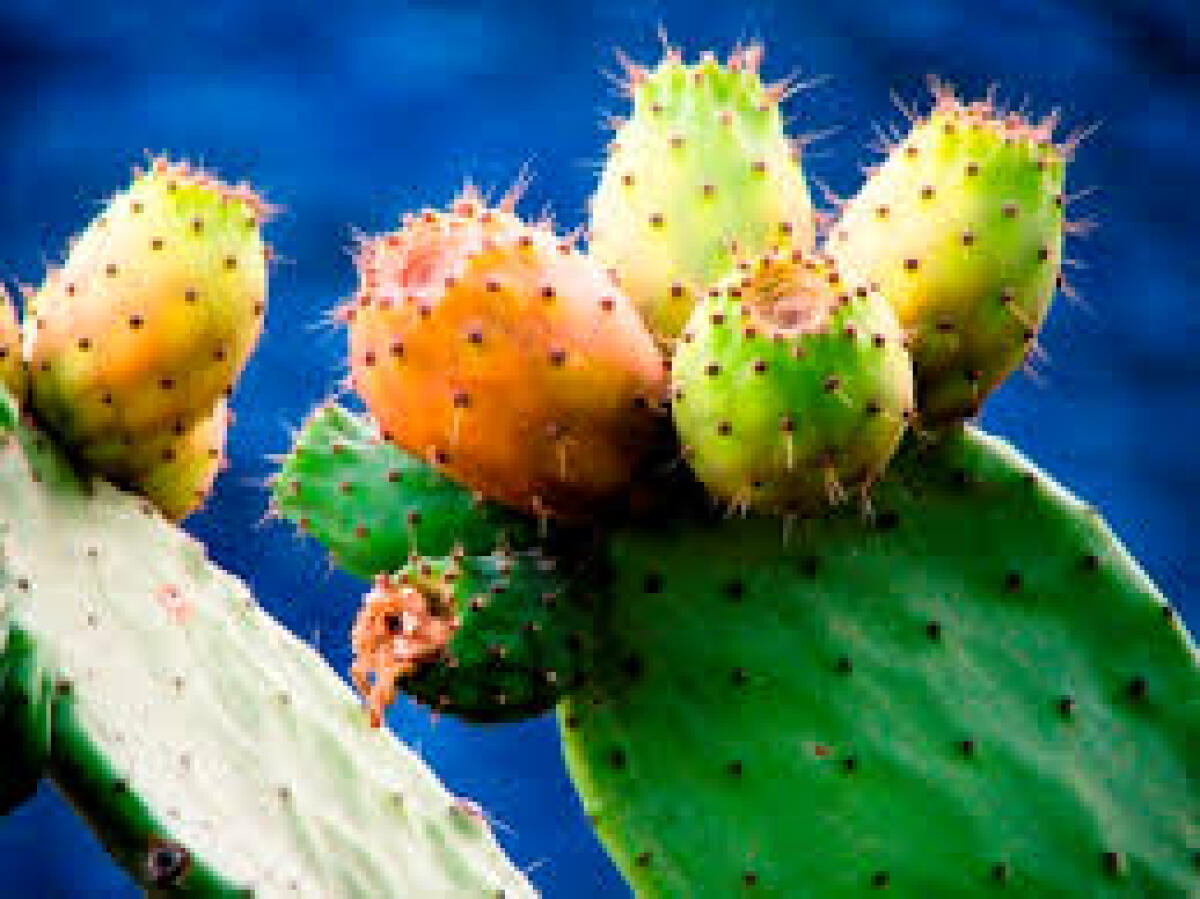 La nuova vita di Totò Cuffaro, da politico a produttore vicino a Piazza Armerina, dove c'è la Dop dei fichi d'india - 