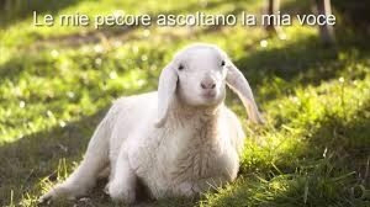 Le mie pecore ascoltano la mia voce - 