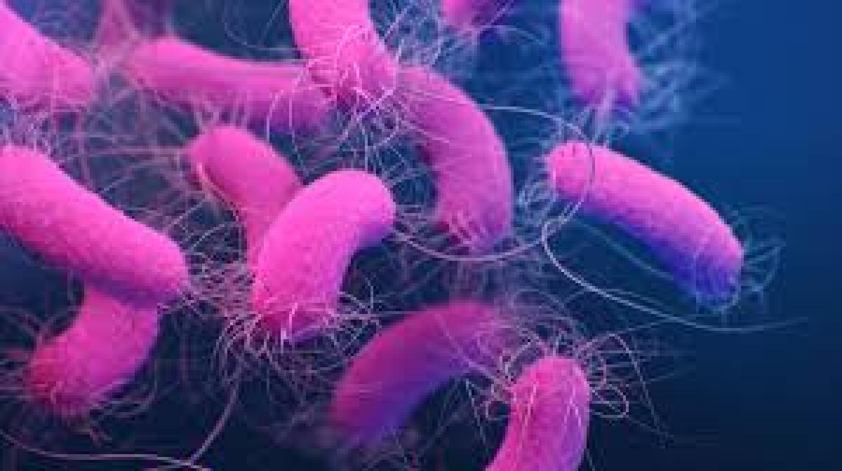 Pseudomonas aeruginosa: svelati meccanismi di resistenza agli antibiotici - 