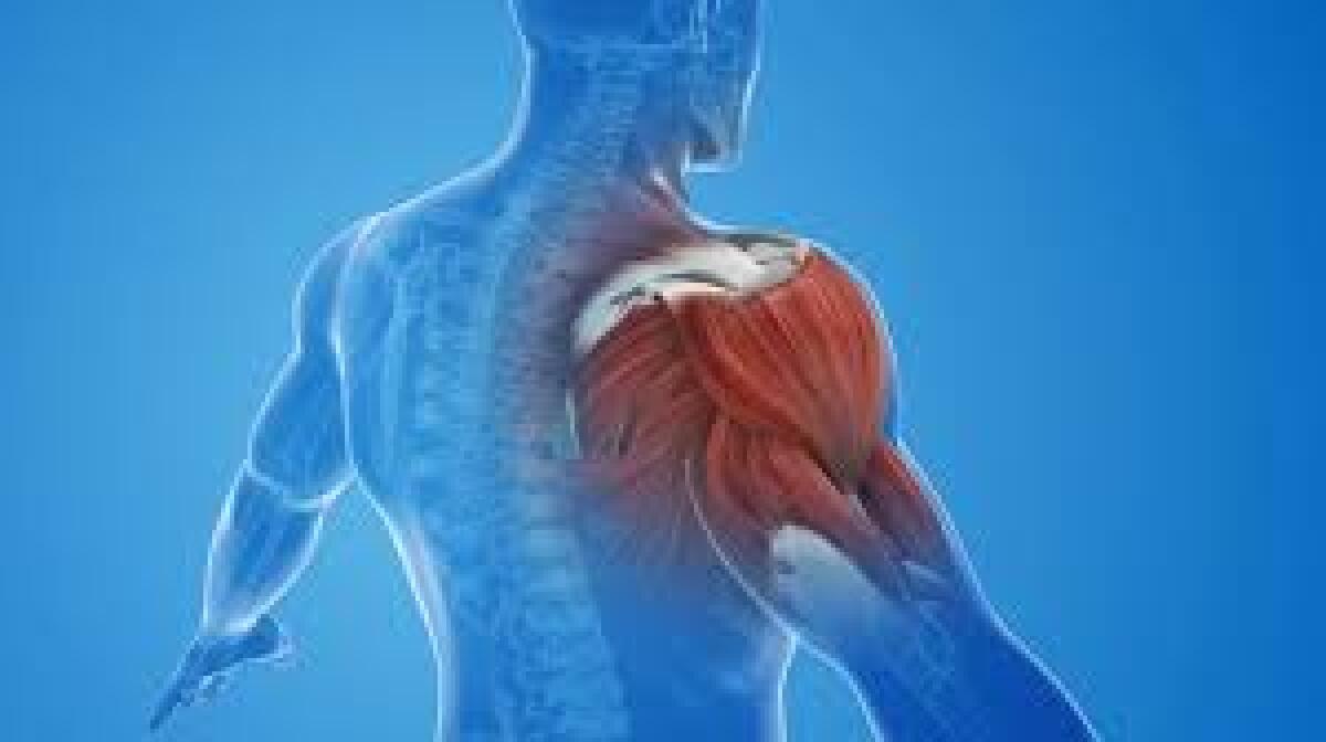 Scoperto un nuovo fattore dello sviluppo del tessuto muscolare - 