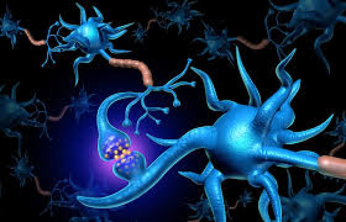 Scoperto nuovo meccanismo regolazione nascita delle sinapsi - 