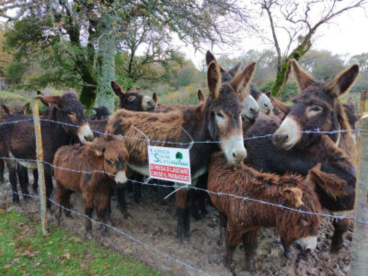 La mafia dei pascoli - 