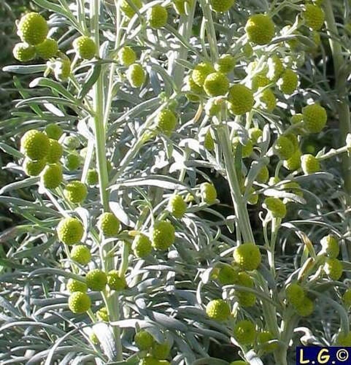 Assenzio, antica bevanda - 