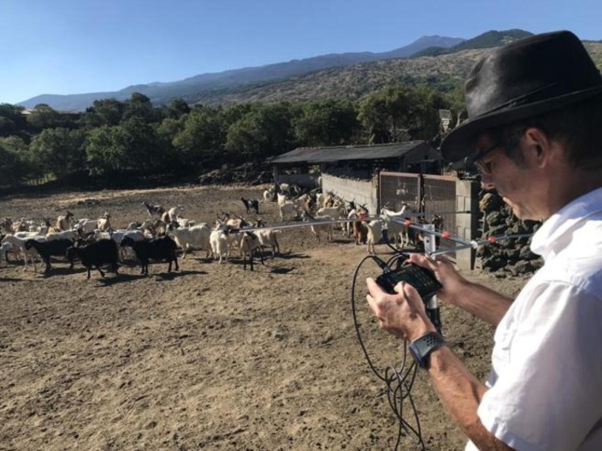 Troppe capre e pochi pastori - 