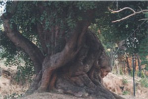 Museo della Memoria di arte mineraria e civiltà contadina Stazione Ferroviaria di Villarosa