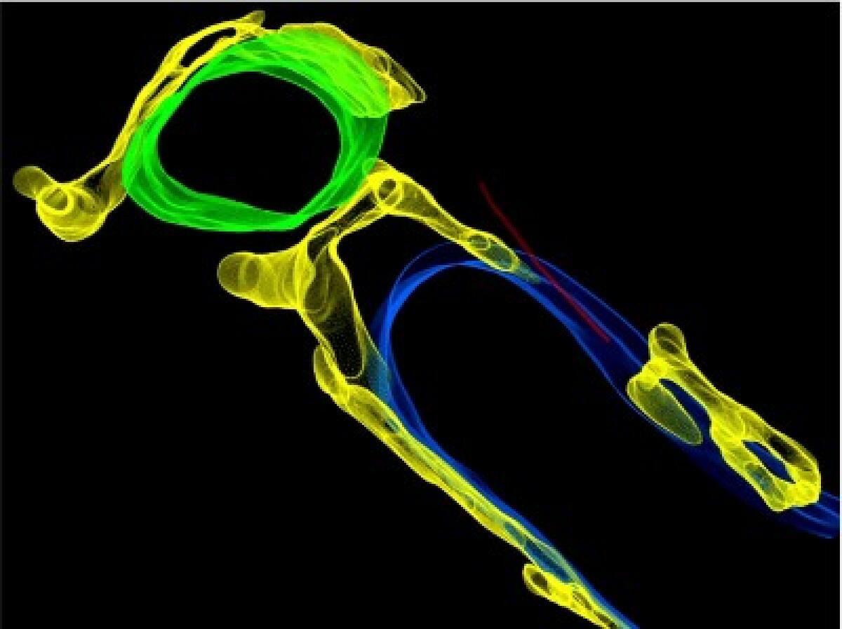 Scoperto un sistema di ventilazione all’interno delle cellule cardiache - 