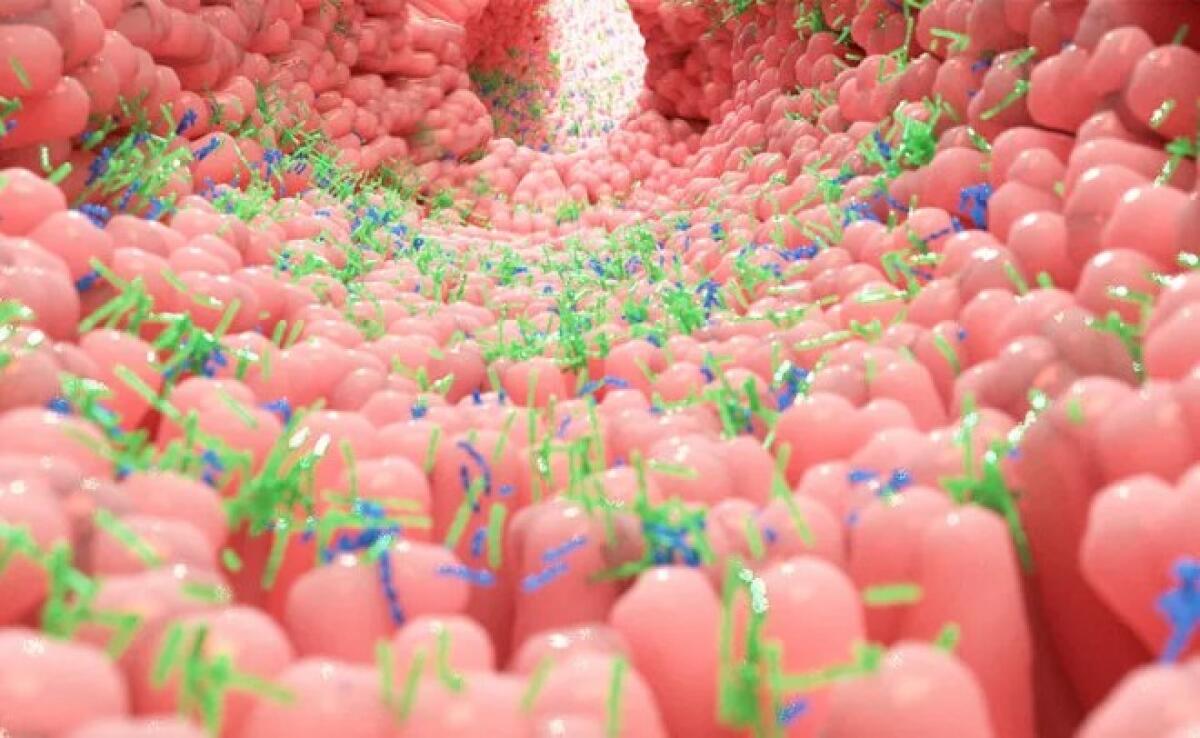 Una corretta alimentazione per un microbiota sano - 