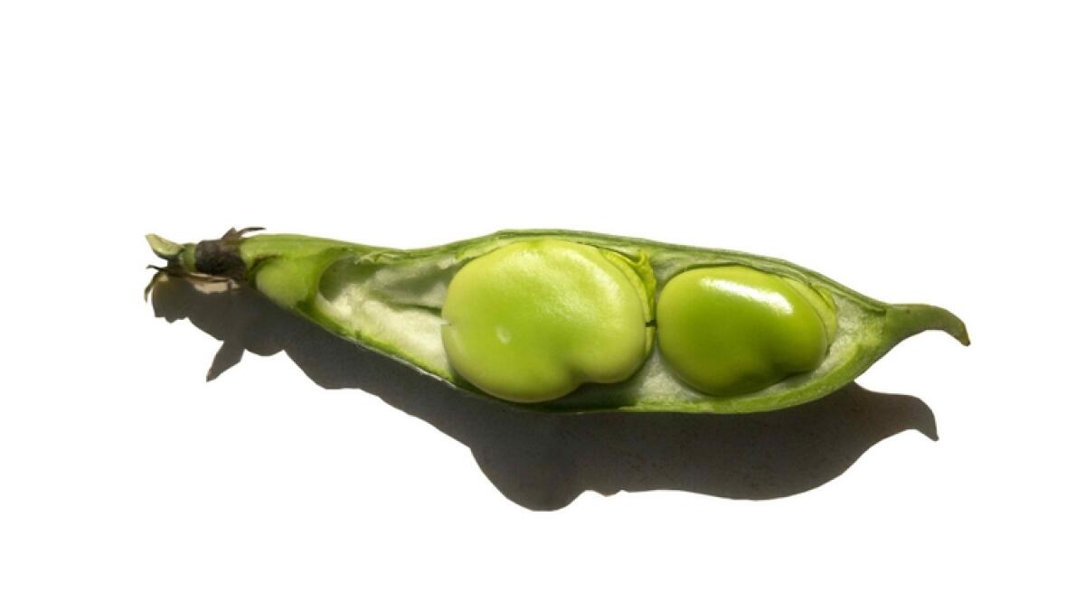 Fava larga, o turca di Leonforte: un’eredità culturale, identificativa per i leonfortesi - 