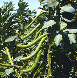 Fava larga, o turca di Leonforte: un’eredità culturale, identificativa per i leonfortesi