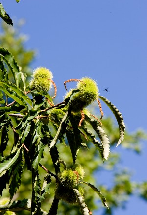 Cerami. Parco urbano ‘Zuccaleo’, sentieri naturalistici, riserva Campanito-Sambuchetti