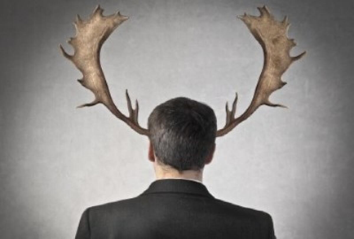 La zootecnia al tempo della DAD: “Sei cornuto e lo sanno tutti” - 