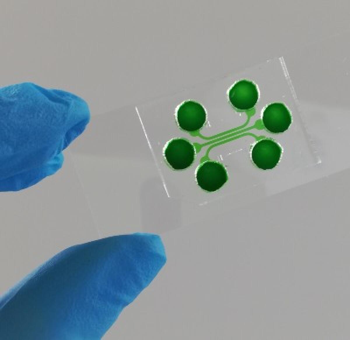 Organ on chip: l’importanza della comunicazione cellulare - 