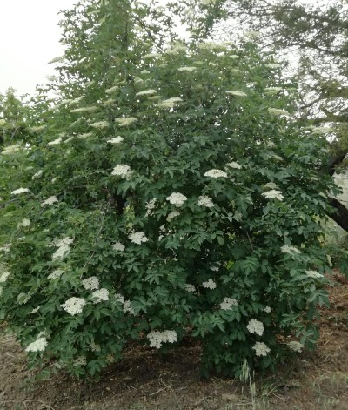 Il sambuco è qualcosa di più di un albero - 