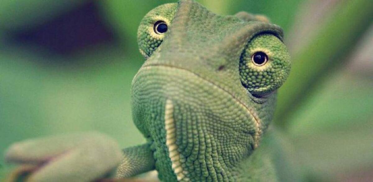 La natura giuridica “camaleontica” delle libere università non statali - 