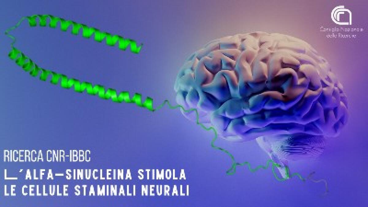 L’alfa-sinucleina stimola le cellule staminali neurali - 