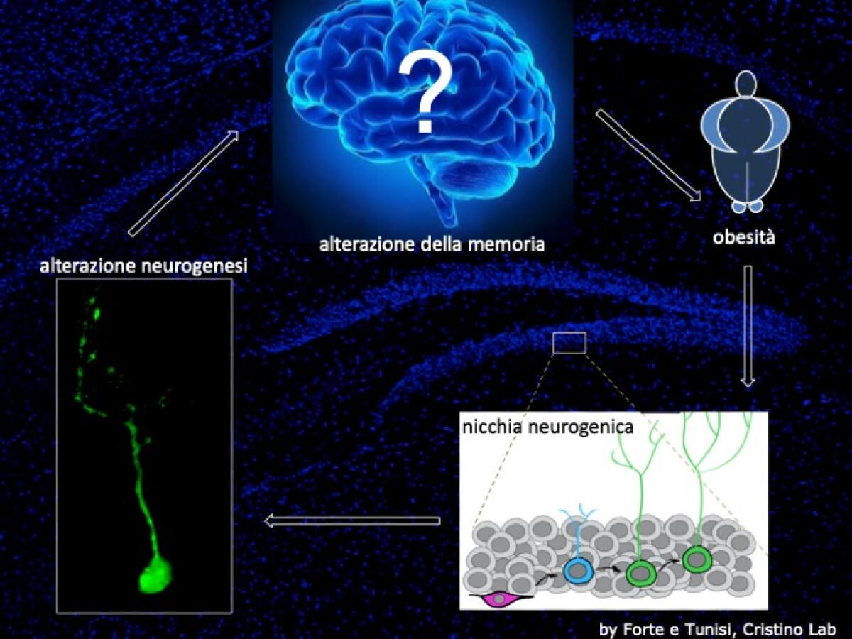 Mi scordo perché mangio - 