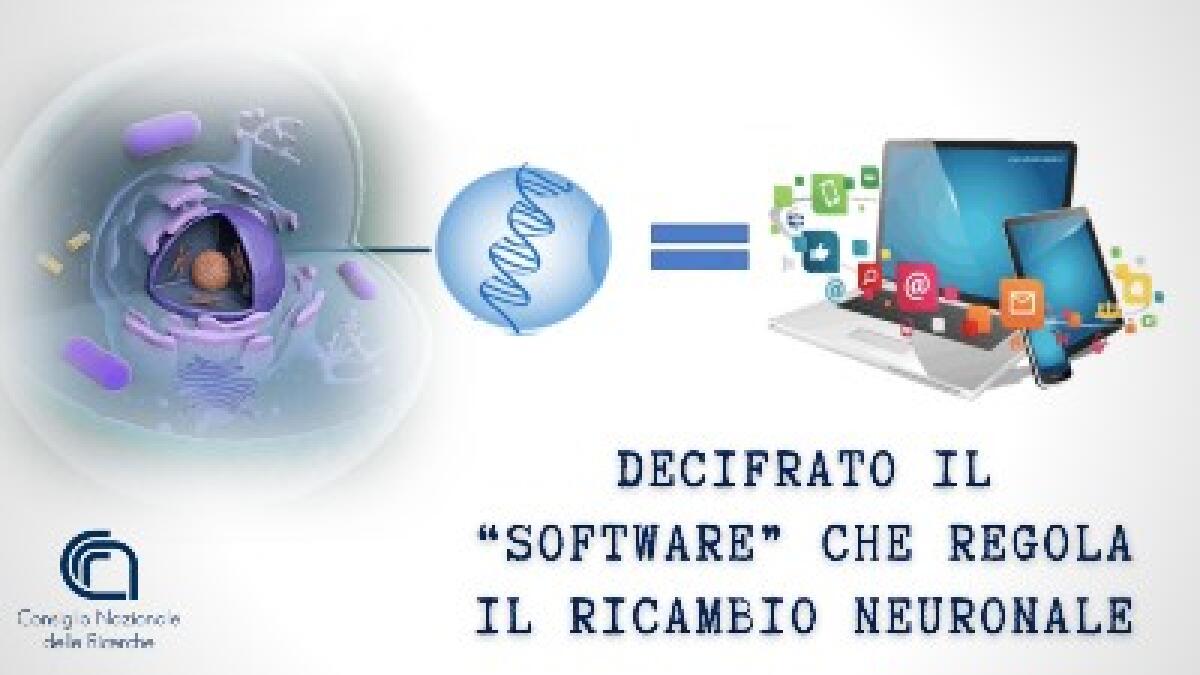 Decifrato il “software” che regola il ricambio neuronale - 