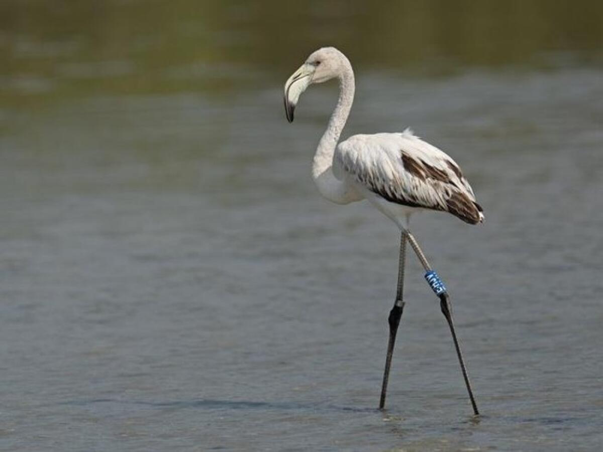 La storia del fenicottero «siciliano» localizzato negli Emirati Arabi: ha percorso 4.500 chilometri - 