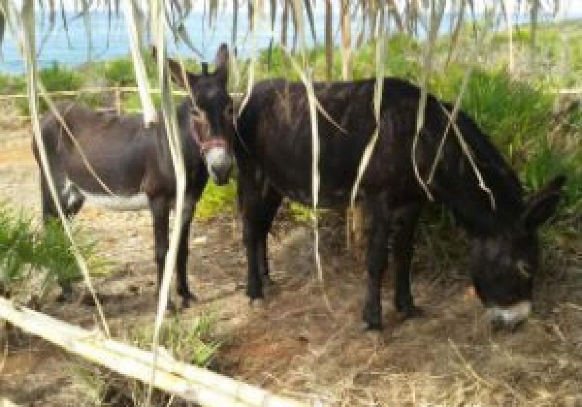 In assenza di efficaci politiche di sviluppo, le aree interne rischiano di trasformarsi in un grande campo fotovoltaico - 