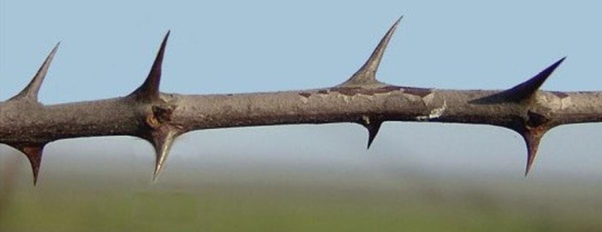 Enna. Le spine del Sindaco Dipietro e la tecnica del “l’annacamento” - 