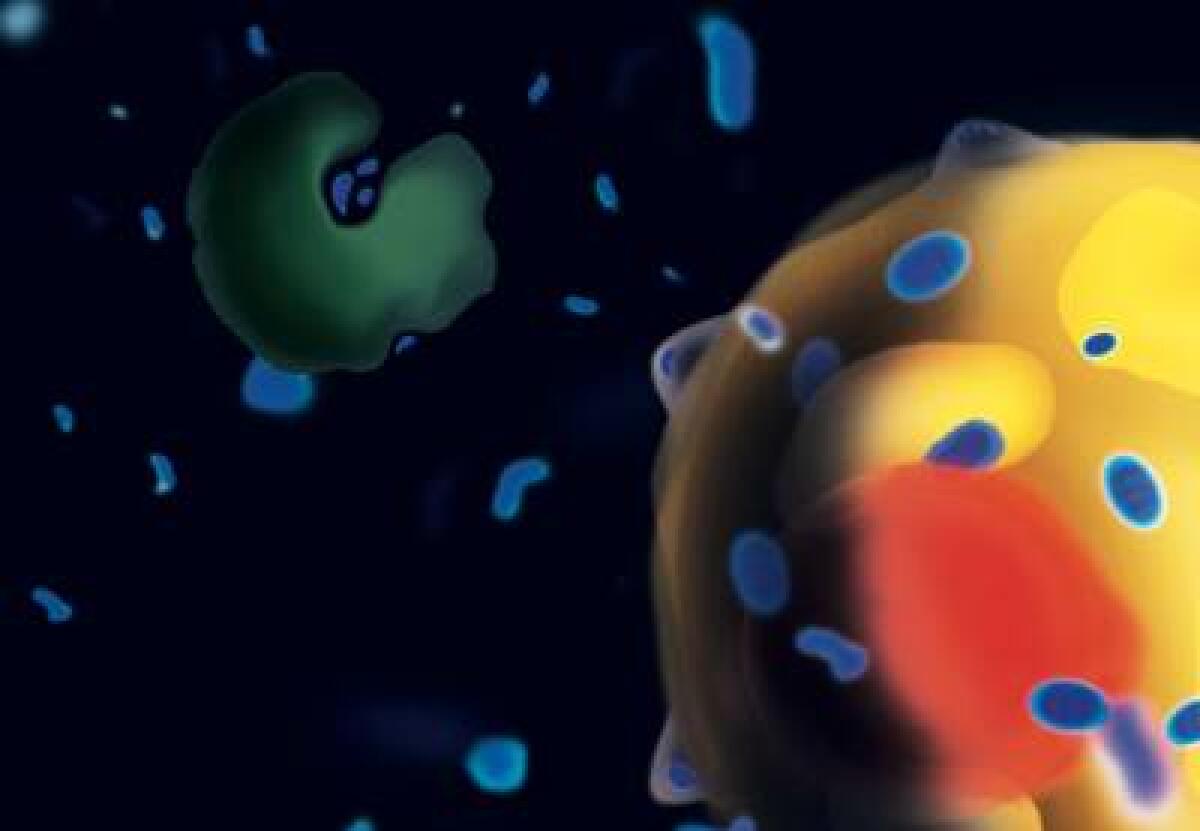 Metabolismo: scoperto nuovo meccanismo funzione anti-diabetica e termogenica del tessuto adiposo bruno - 