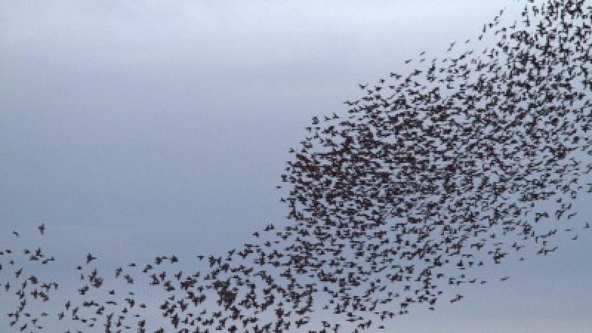 Tra discese (ardite) e risalite mozzafiato. Come gli storni regolano la velocità - 